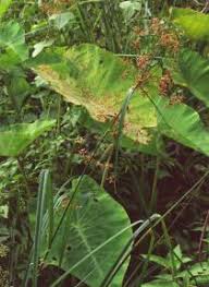 Image result for Rhynchospora corymbosa