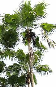 Image result for Coccothrinax