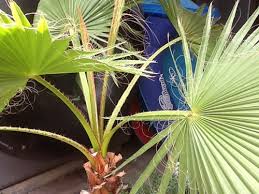 When growing these plants indoors, make certain to situate the. Potted Palm Fronds Not Opening