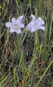Image result for Crinum harmsii