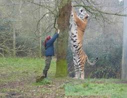 How Big Are Siberian Tigers Animals Animals Beautiful Wild Cats