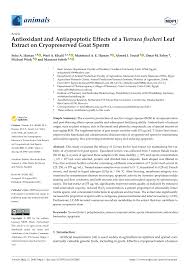 Image result for Turraea fischeri