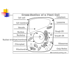 Maybe you would like to learn more about one of these? Cell Structures Functions And Transport Ppt Download
