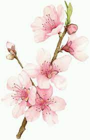 Cherry Blossom Photography The Most Beautiful And Romantic Japanese Cherry Blossom Tree Photos To See Watercolor Flowers Watercolor Art Flower Painting