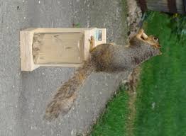 How do you keep a squirrel out of a bird feeder? Bird Proof Squirrel Feeder 5 Steps With Pictures Instructables