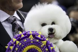 Westminster Dog Show 2019 Time Channel How To Live Stream Westminster Kennel Club Dog Competition