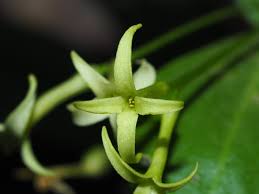 Image result for Struthiola montana