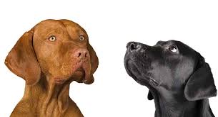 Feel free to browse hundreds of active classified puppy for sale listings, from dog breeders in pa and the surrounding areas. Vizsla Lab Mix Would The Vizslador Be Right For Your Family