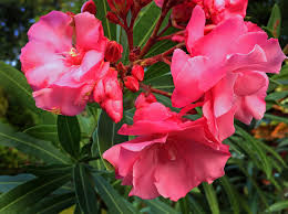 Check spelling or type a new query. 14 Easy To Grow Fragrant Tropical Flowering Plants Dengarden