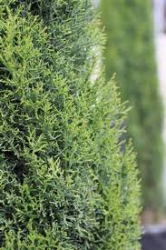 Image result for Cupressus sempervirens