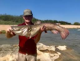 Maybe you would like to learn more about one of these? 19 Year Old From Fredericksburg Sets Flathead Catfish Record At Llano River