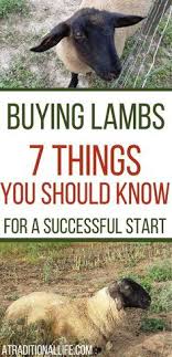 We did not find results for: 170 Baa Baa Black Sheep Ideas In 2021 Sheep Sheep Farm Baa Baa Black Sheep