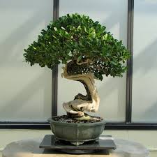 But i am entirely removed from the culture and practice of bonsai, so maybe what seems inauthentic to me is actually totally normal practice? Bonsai Tree Care Guide For Beginners How To Grow A Bonsai Plant
