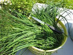Yellow chives are garlic chives that have been grown under cover, without any exposure to direct sunlight. How To Dry Chives Different Ways To Dry Fresh Herbs For Using Later