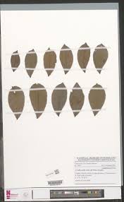 Image result for Julbernardia seretii