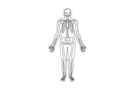 Download Line Art Of Human Skeleton Inside Silhouette Of Body Svg Cut File By Creative Fabrica Crafts Creative Fabrica SVG Cut Files