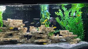Lake Malawi Cichlids | Uk Aquatic Plant Society