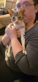 Maximus Needs Eye Removal Surgery After Car Accident