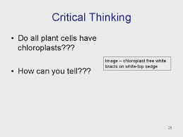 Does plant cell have chloroplast. Lecture 4 Plant Structure Growth And Development Image