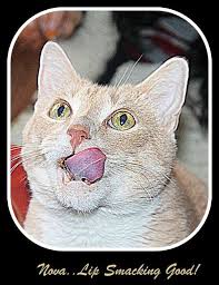 Cat smacking lips can be a concern of cat owners as they try to determine the possible cause. Our Nova Cat Lip Smacking Good After Receiving A Meal Time Morsel With Us Meal Time Umbrella Homey