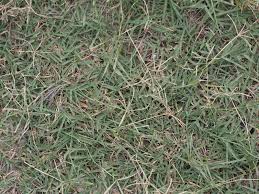 Image result for Cynodon nlemfuensis