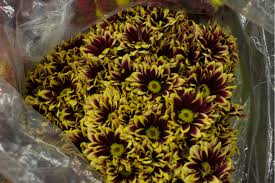 Maybe you would like to learn more about one of these? Hb Wholesale Flowers Inc Southern California Flower Market