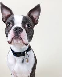 Get healthy pups from responsible and professional breeders at puppyspot. Pin On Boston Terriers