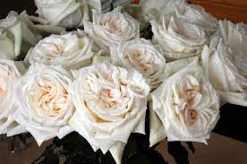 White O Hara Is A Large French Garden Rose With White Petals And A Slight Ivory Color At The Center She Opens Up Fully In A Q Rose Growing Roses White Gardens