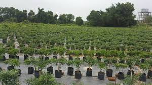 Kos tersebut hanya untuk menampung dari segi piping, tong peralatan fertigasi dan tenaga. Partime Tanam 830 Pokok Cili Solok Lelaki Ini Kongsi Pendapatan Rm55 000 Ribu Semusim Lumayan Kan Kartel Dakwah