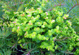 This bright lime green foliage is perfect to brighten up a shade garden or provide contrast against other darker. Buy Euphorbia Cyparissias Fens Ruby Euphorbia Ground Cover Plants Plants