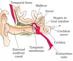 If smoke leaks out around the ear canal, a better seal is obtained by rotating the candle slowly. Can Blowing Smoke Into An Ear Cure An Ear Infection Quora
