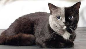 Guvenilir Kedi Ciftligi