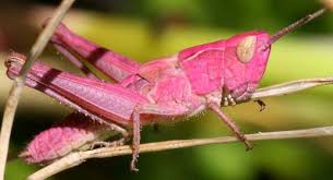 短脚亚目, 虴蛨, 蚱蜢, 蚂蚱 (zh) caelifera. The Grasshopper Is An Insect Of The Suborder Caelifera In The Order Orthoptera To Distinguish It From Bush Crickets Or Katydids It Is Sometimes Referred To As
