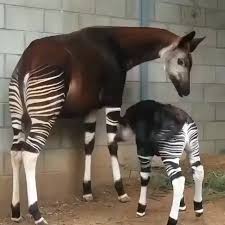 Pin By Janelle Larmour On Funny Animals Video Rare Animals Unusual Animals Cute Baby Animals