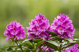 Tipps zur richtigen pfingstrosen pflege und hinweise zum überwintern. Rhododendron Im Kubel Welche Arten Eignen Sich Besonders