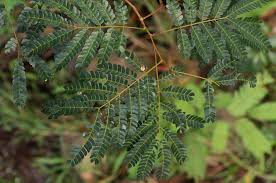 Image result for Albizia adianthifolia