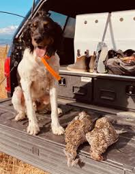 So get ready for fun, and let's go see what we can ﬁnd! Northwoods Bird Dogs Just Released Three Fine Dogs For Sale