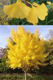 Ginkgo (ginkgo biloba) trees have become increasingly popular because of the many medicinal benefits associated with ginkgo. Buy Ginkgo Tree For Sale Online From Wilson Bros Gardens Ginkgo Tree Ginkgo Biloba Tree Zen Garden