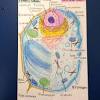 Animal and plant cell foldable. 1