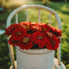 Image result for Zinnia elegans