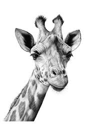New users enjoy 60% off. How To Draw A Giraffe Head Realistic Novocom Top