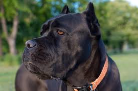 6 Best Cane Corso Dog Foods Plus Top Brands For Puppies