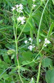 Image result for Galium
