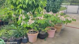 Image result for Bauhinia monandra