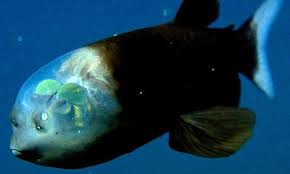 Pin Van Melanie Monnerat Matla Op Sea Deep Sea Creatures Bizarre Animals En Unusual Animals