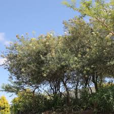Image result for Buddleja saligna