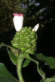 Image result for Costus afer