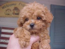 They are good apartment dogs and should not be housed outside or kennelled. Apricot Toy Poodle Toy Poodle Puppies Miniature Poodle Puppy Poodle Puppy