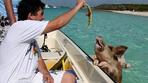 Bei einem sogenannten kabinencharter kannst du dir deine eigene kabine auf einem katamaran buchen. Schwimmende Schweine Vor Den Bahamas