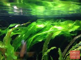 Image result for Ottelia ulvifolia